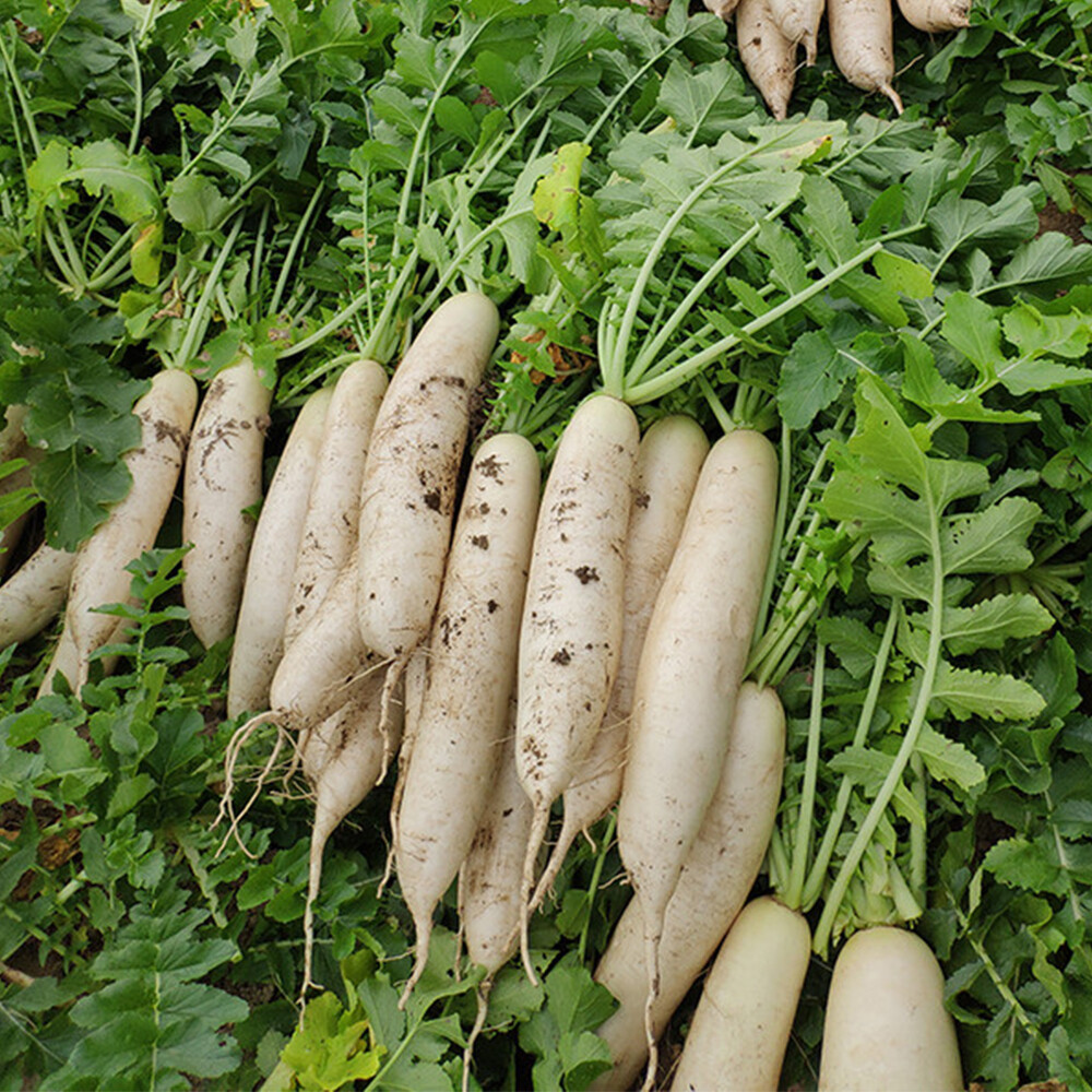 White radish