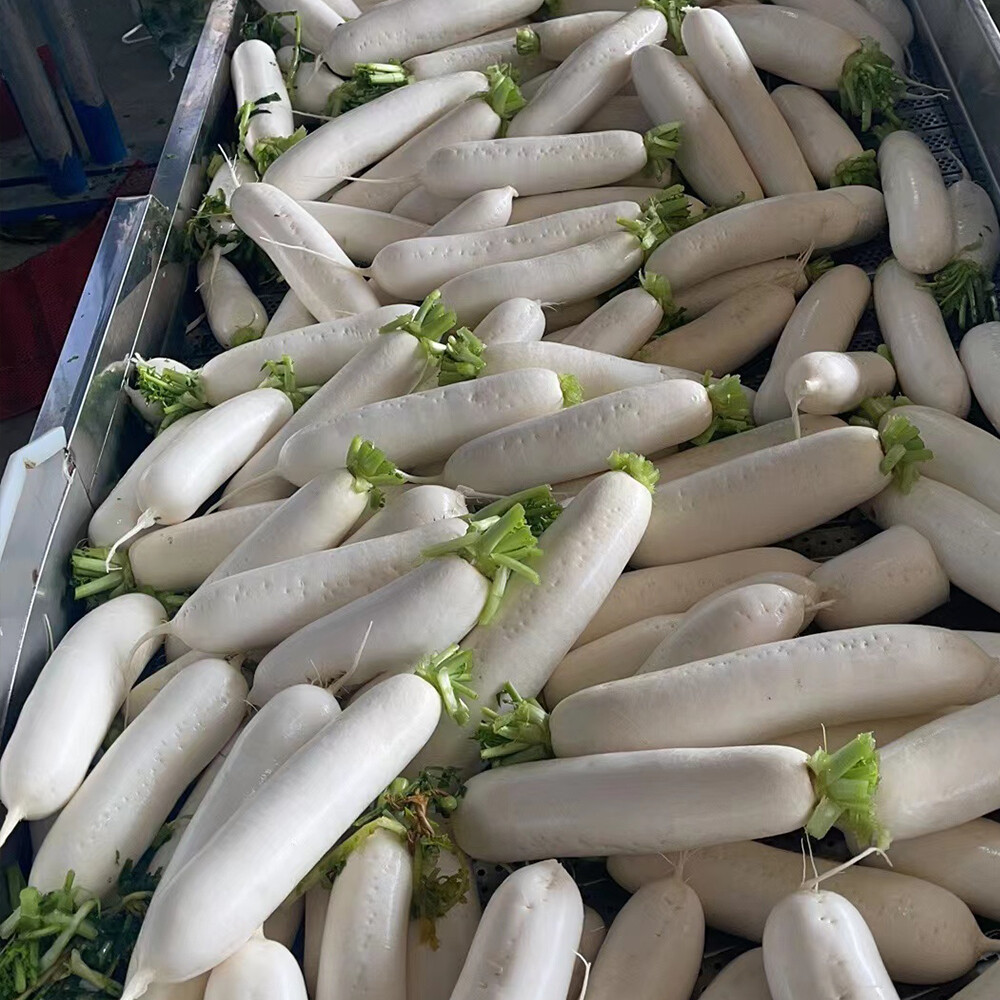 White radish