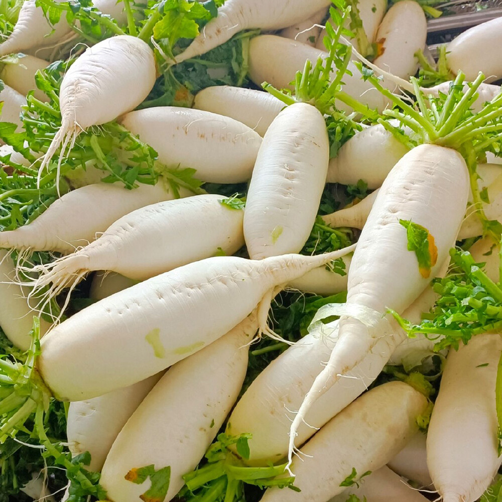 White radish