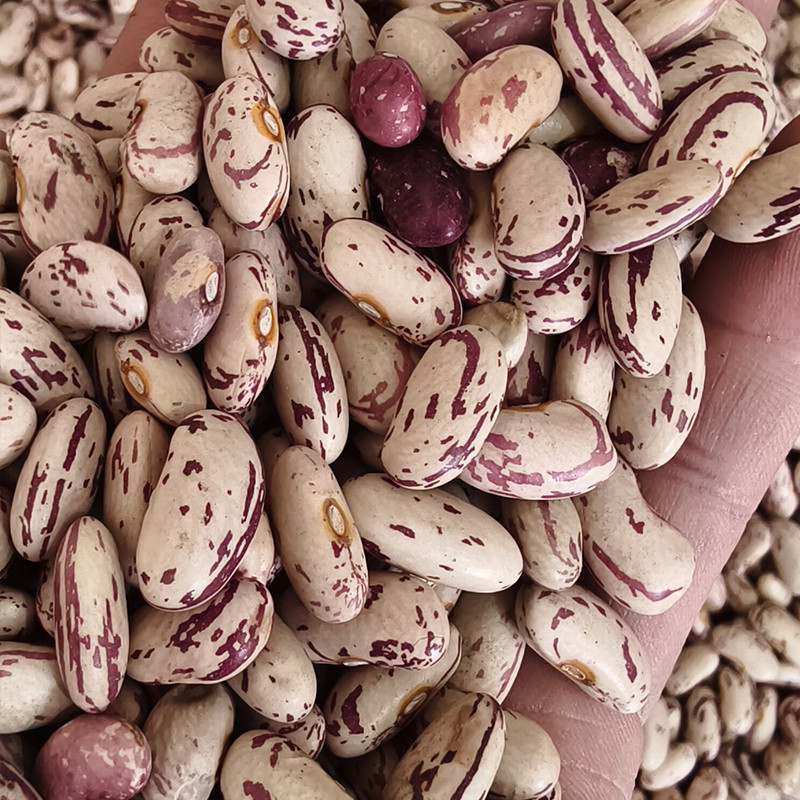 Speckled Kidney Bean