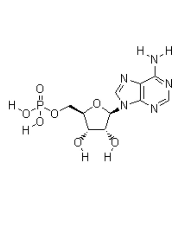 Adenosine 5'-monophosphate