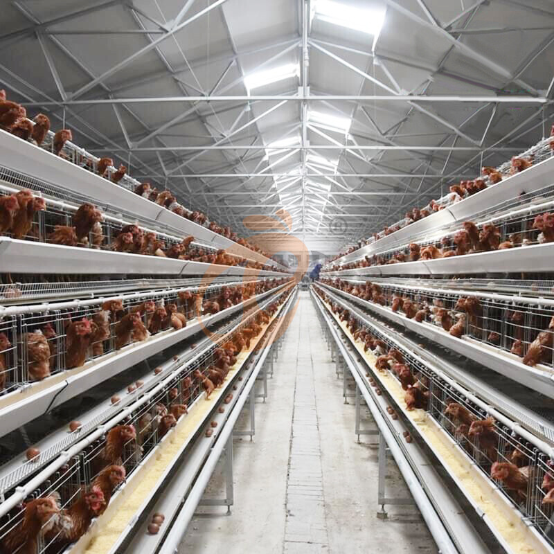 Layer Chicken Cage Design (2)