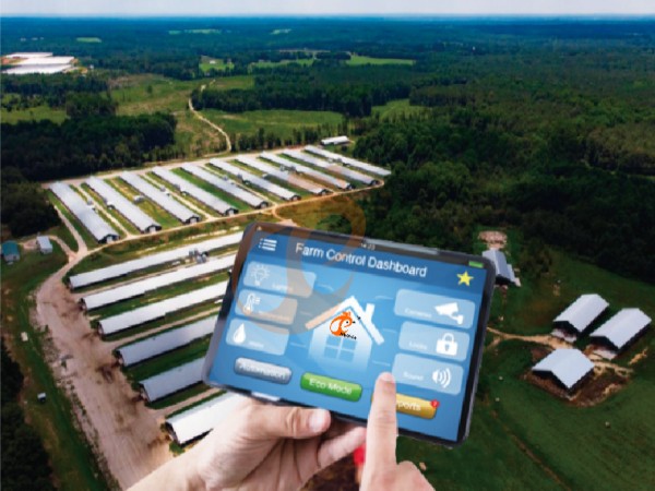 AI management poultry farm (1)