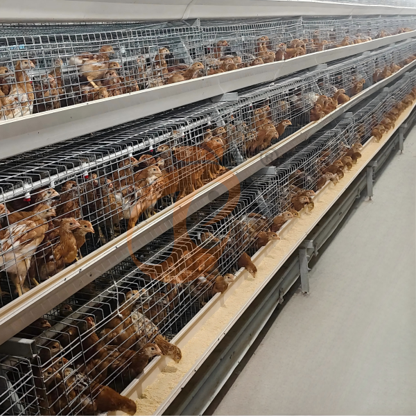 chicken cage design (8)