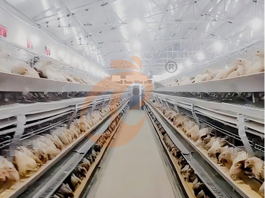 layer chicken cage 8 (1) layer chicken cage 8 (1)