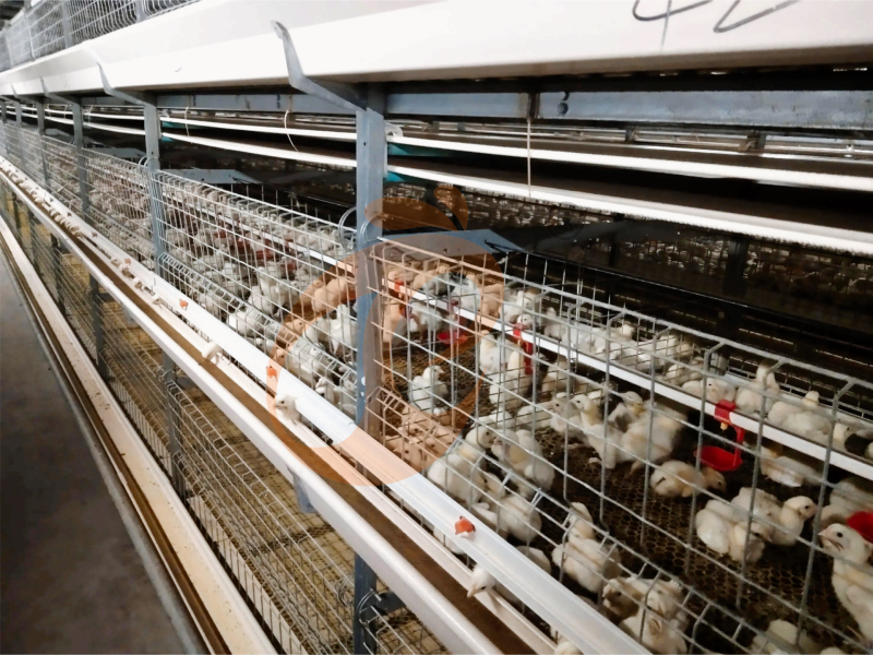 Полуавтоматическая клетка для бройлеров H-типа