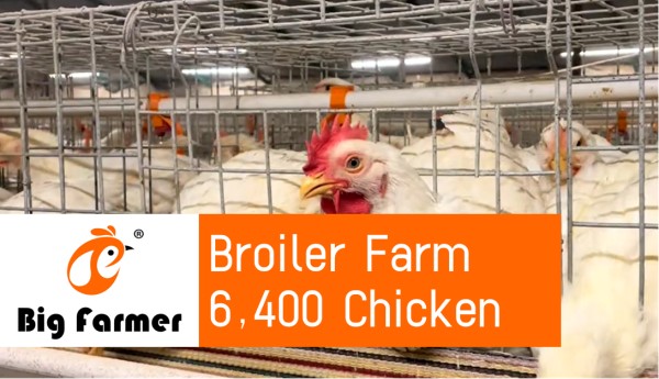 battery cage poultry farm (12)