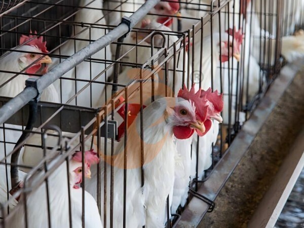 chicken battery cage poultry farm (21)