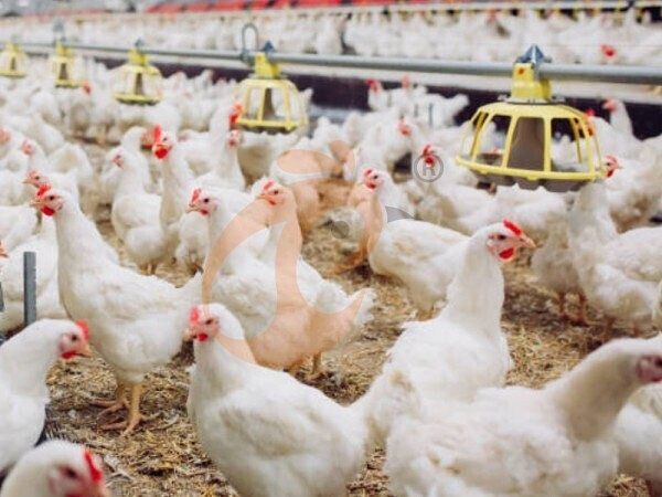 1761626682841657069690662912