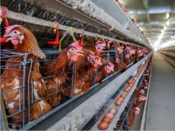 A H layer chicken battery cage price in poultry farm (92)