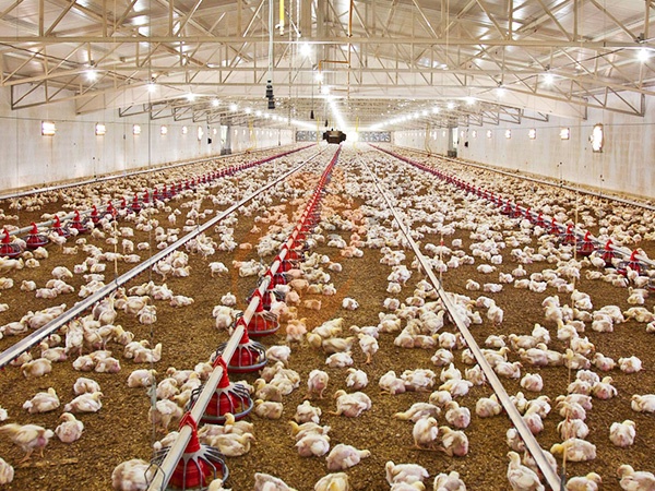 Цена системы свободного выгула птицы | Объяснение 5 ключевых факторов стоимости