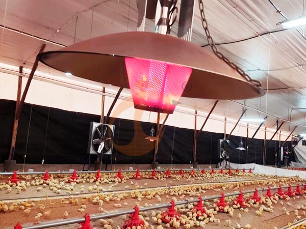 Chicken Coop Heater1 (3)