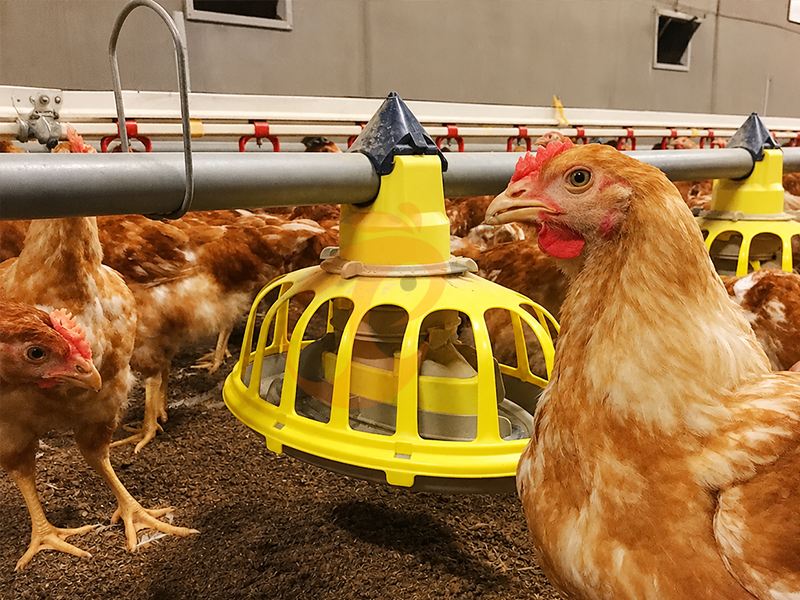 Free Range4 (4)