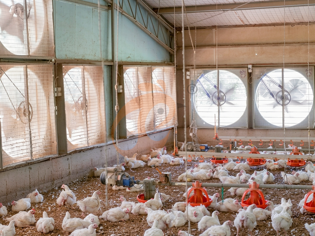 Free Range5 (1)