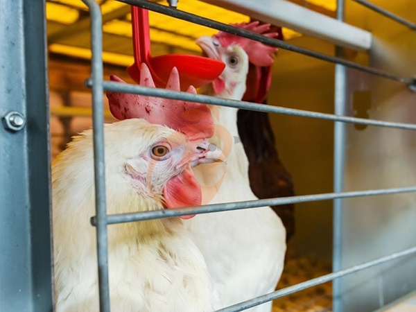 Broiler Cage4 (4)