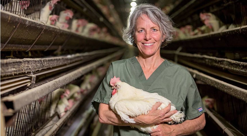 Стандартная конфигурация автоматической клетки для содержания несушек типа А