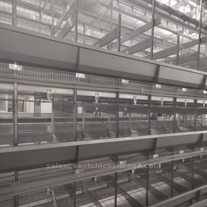 鸡笼或蛋鸡笼H (4).jpg