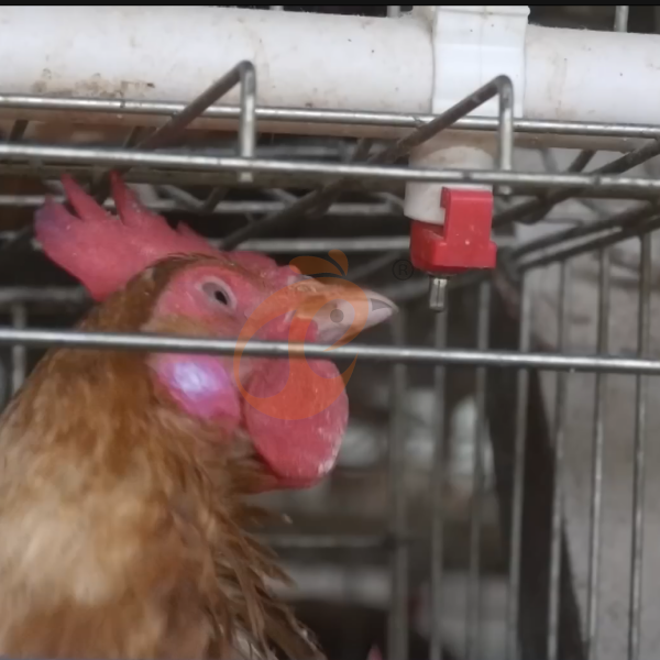 Chicken Cage Design (9) Chicken Cage Design (9)