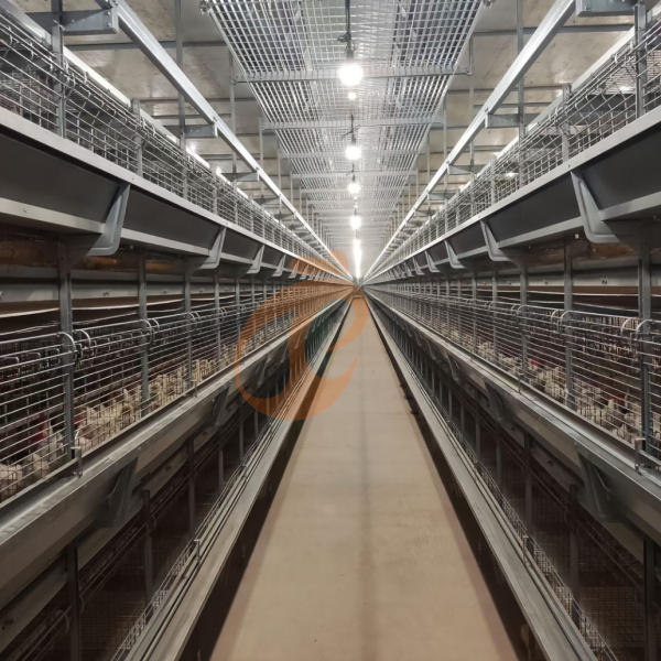 Day Old Chicken Cage Design (1)