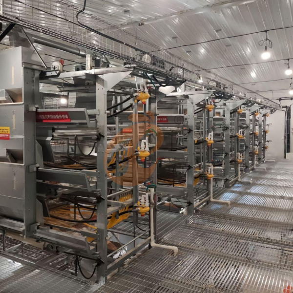 Day Old Chicken Cage Design (2)