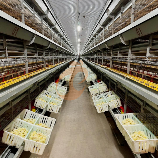 Day Old Chicken Cage Design (3)