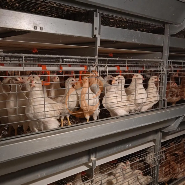 Day Old Chicken Cage Design (5)