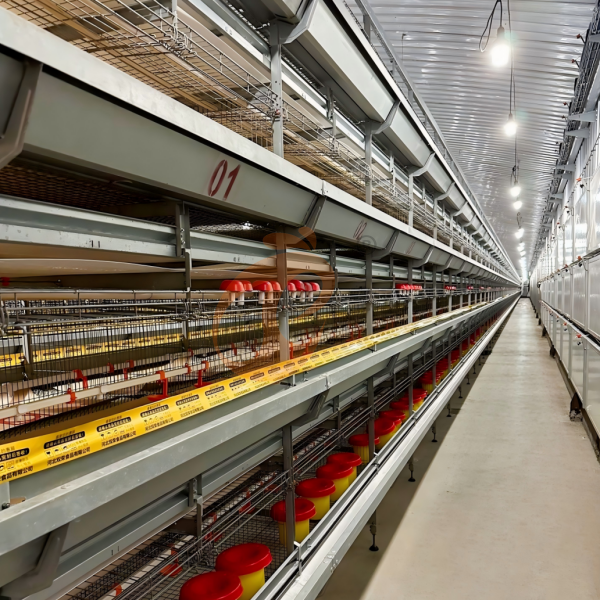 Day Old Chicken Cage Design (7)