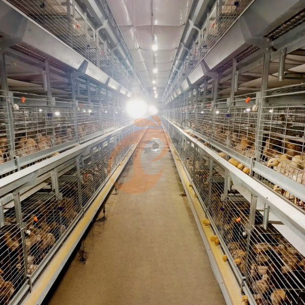 Day Old Chicken Cage Design (9)