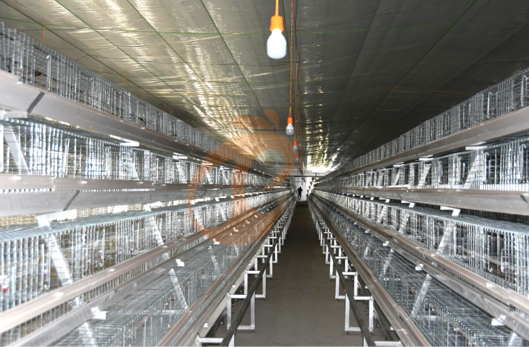 day old chicken cage design (4)