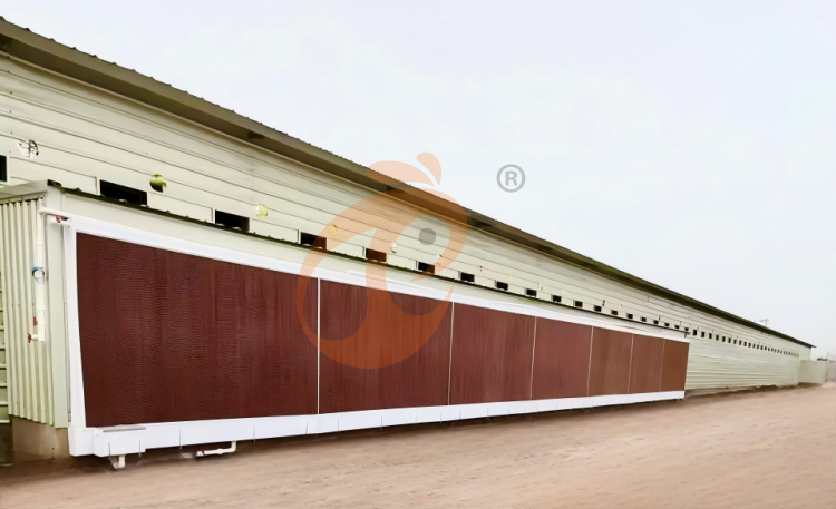 day old chicken cage design (7)