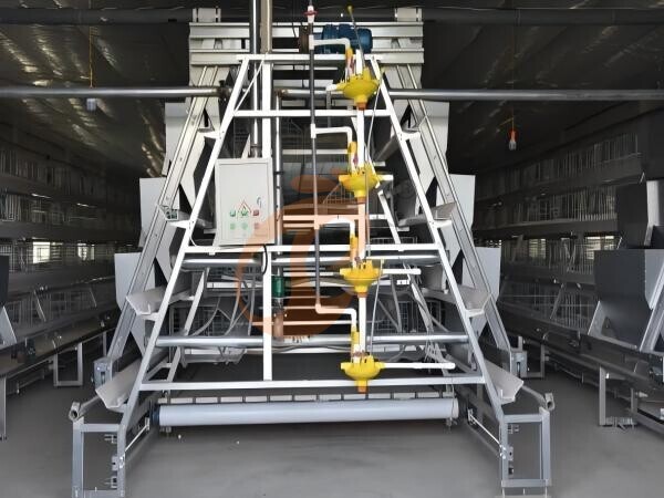 day old chicken cage design (11)