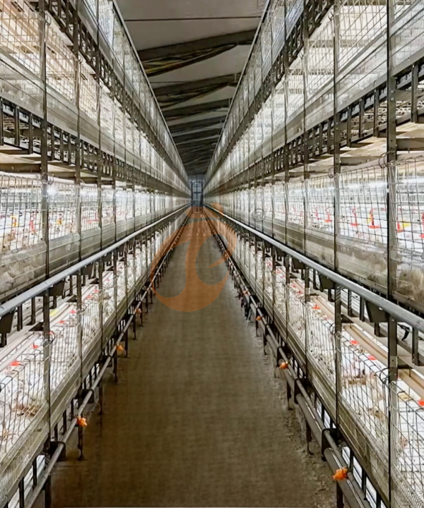 broiler chicken cage design (6)