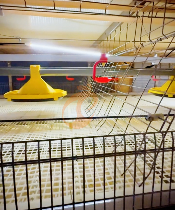 broiler chicken cage design (7)
