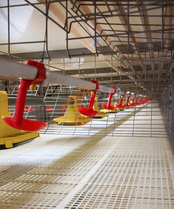 broiler chicken cage design (8)