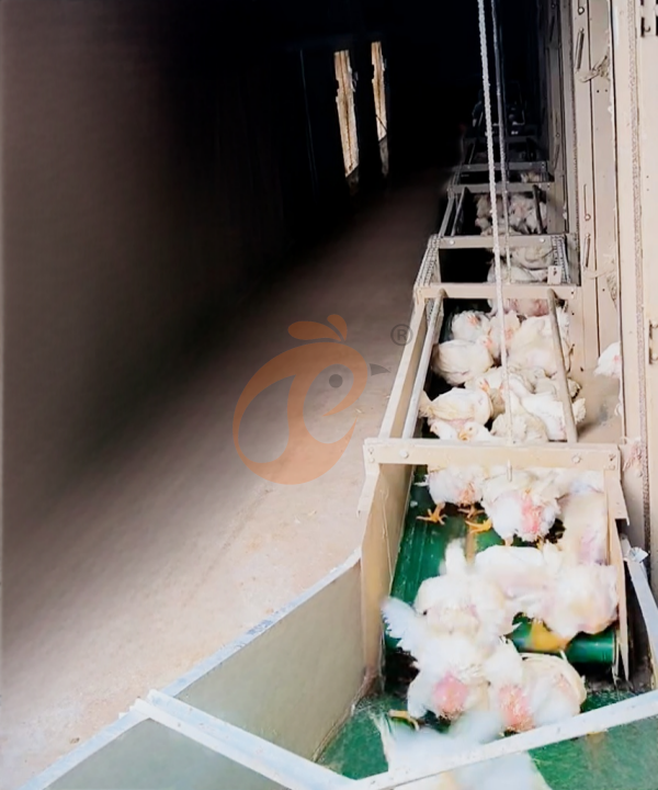 broiler chicken cage design (11)