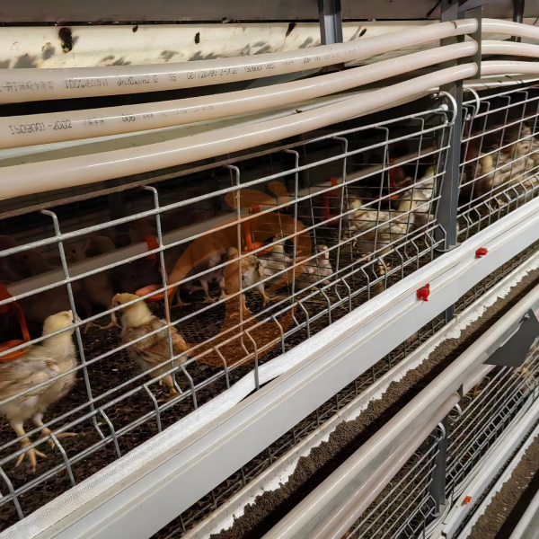 Day Old Chicken Cage (7) Day Old Chicken Cage (7)