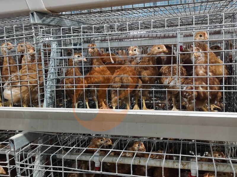 chicken cage design (1)