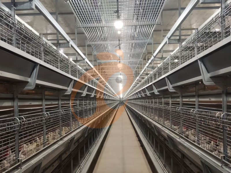 Day Old Chicken Cage Design (1)