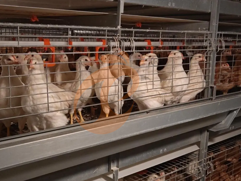 تصميم قفص كتاكيت يومية من نوع H أوتوماتيكي بالكامل