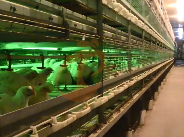 broiler chicken cage (5)