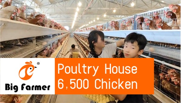 battery cage poultry farm (13)