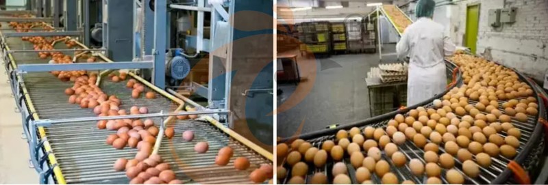 poultry farm equipment (3)