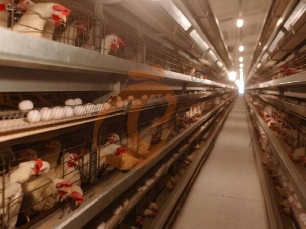 chicken battery cage poultry farming (91)