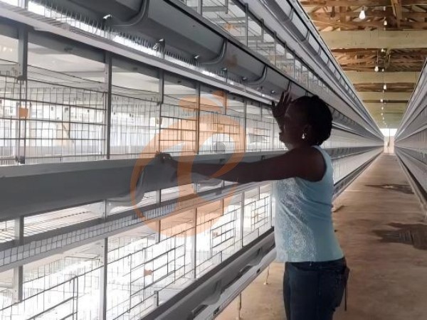 H A chicken battery cage for layers in poultry farm (24)