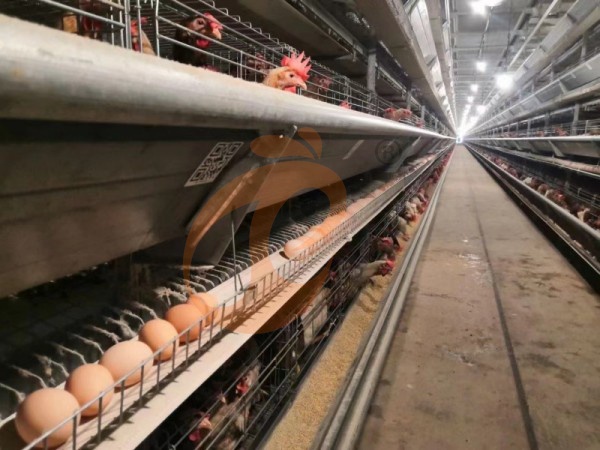 H A chicken battery cage for layers in poultry farm (4)