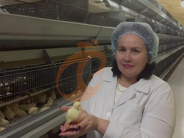 H A chicken battery cage for layers in poultry farm (47)