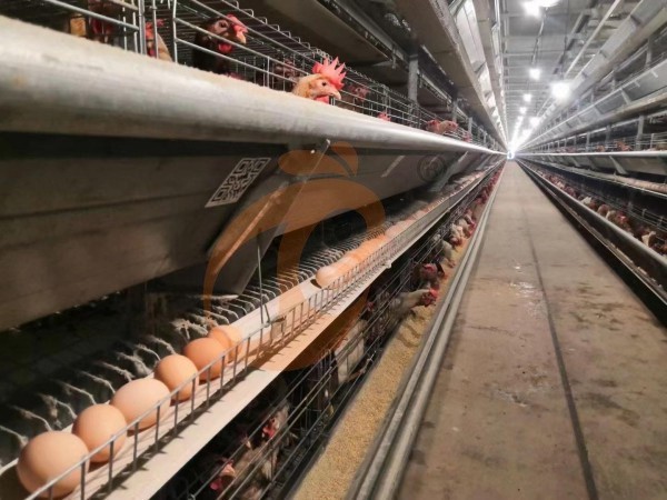 H A chicken battery cage for layers in poultry farm (74)