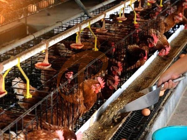 A H layer chicken battery cage price in poultry farm (18)