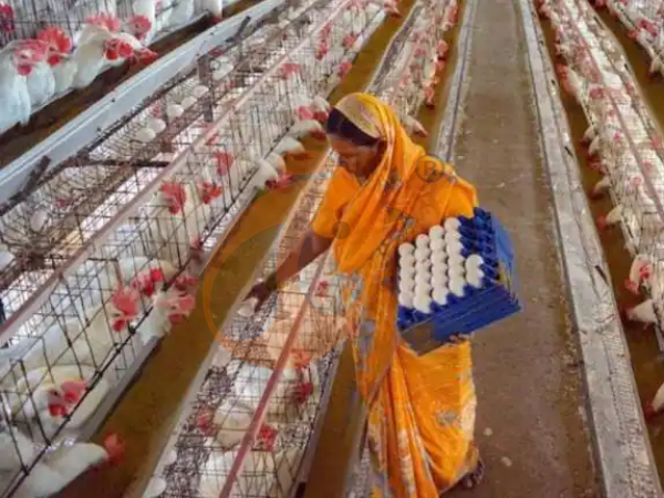 A H layer chicken battery cage price in poultry farm (34)