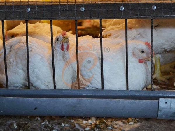 Broiler Cage3 (2)